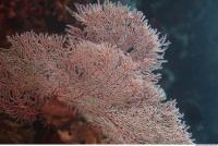 Corals 0004